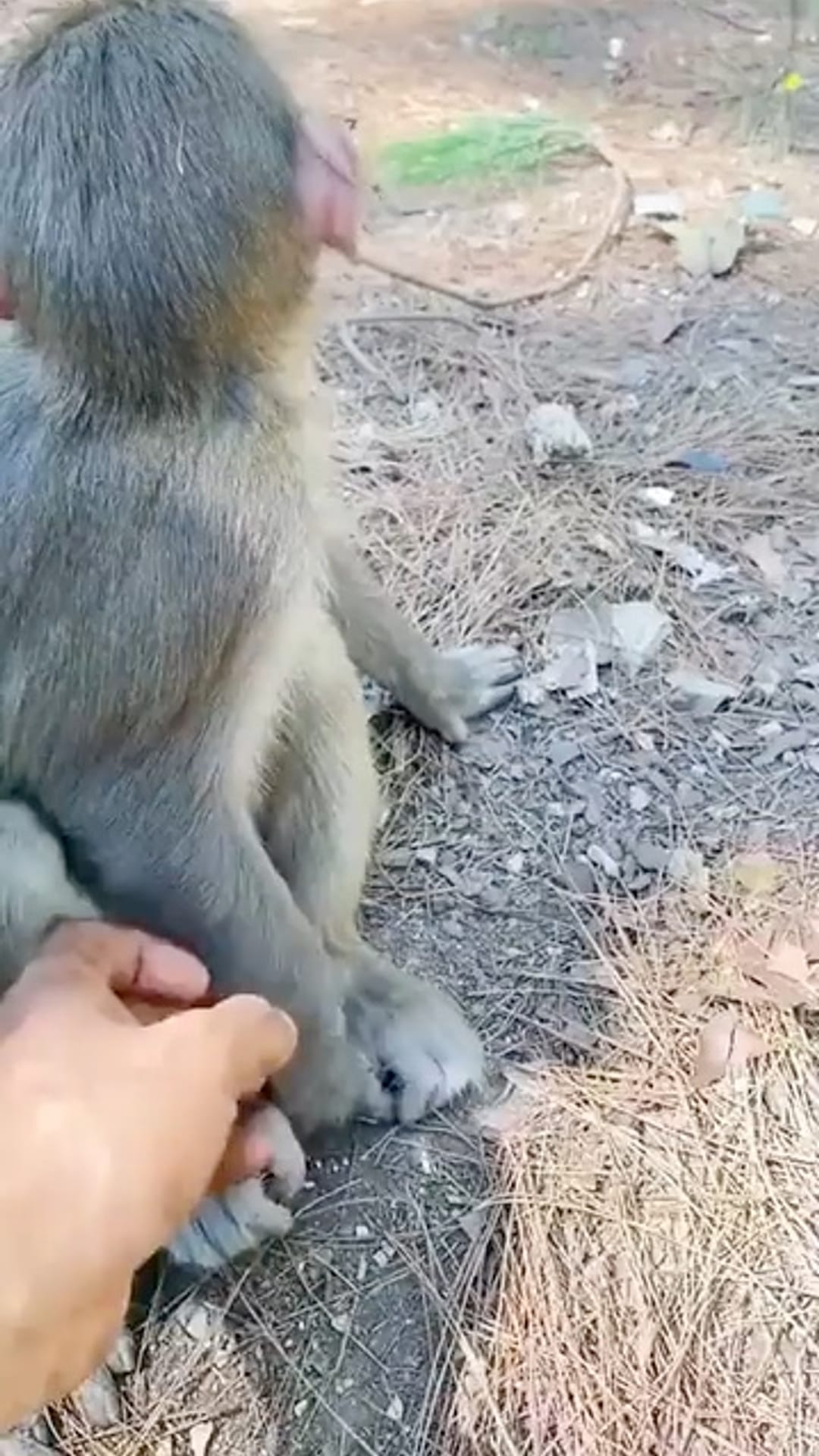 @animals.life on ReverseGram