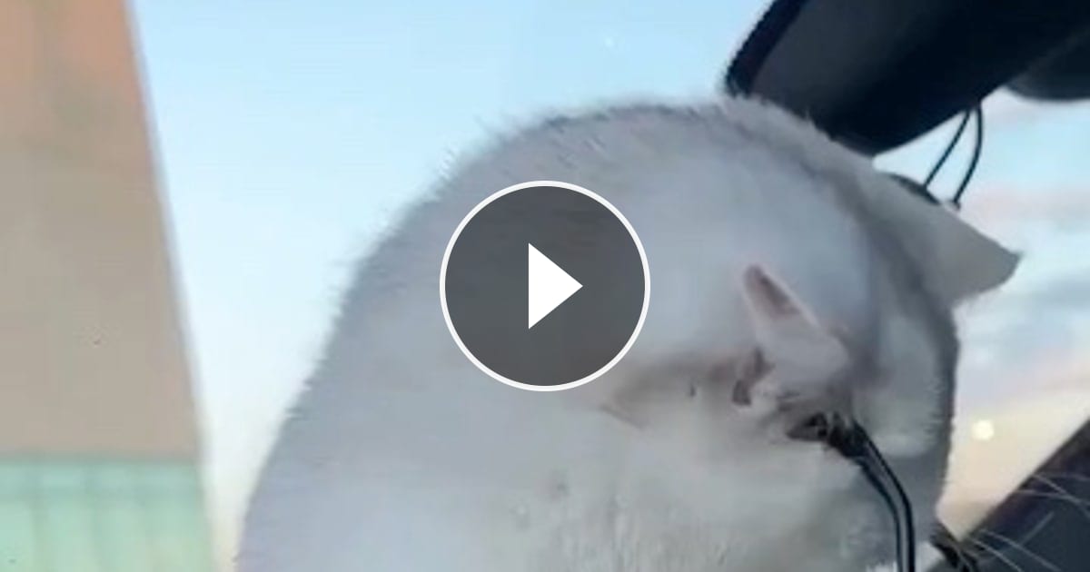 Video von @catflix_ auf ReverseGram