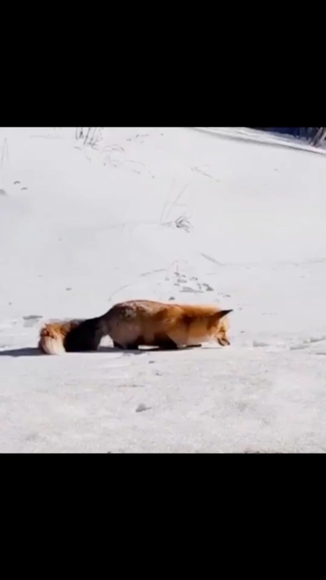 @animals.life on ReverseGram