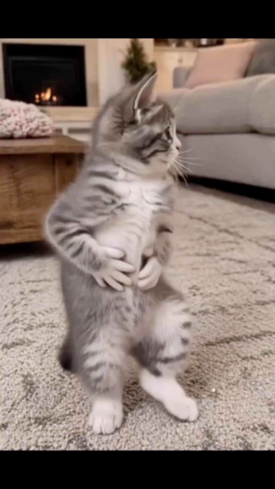 @catflix_ on ReverseGram