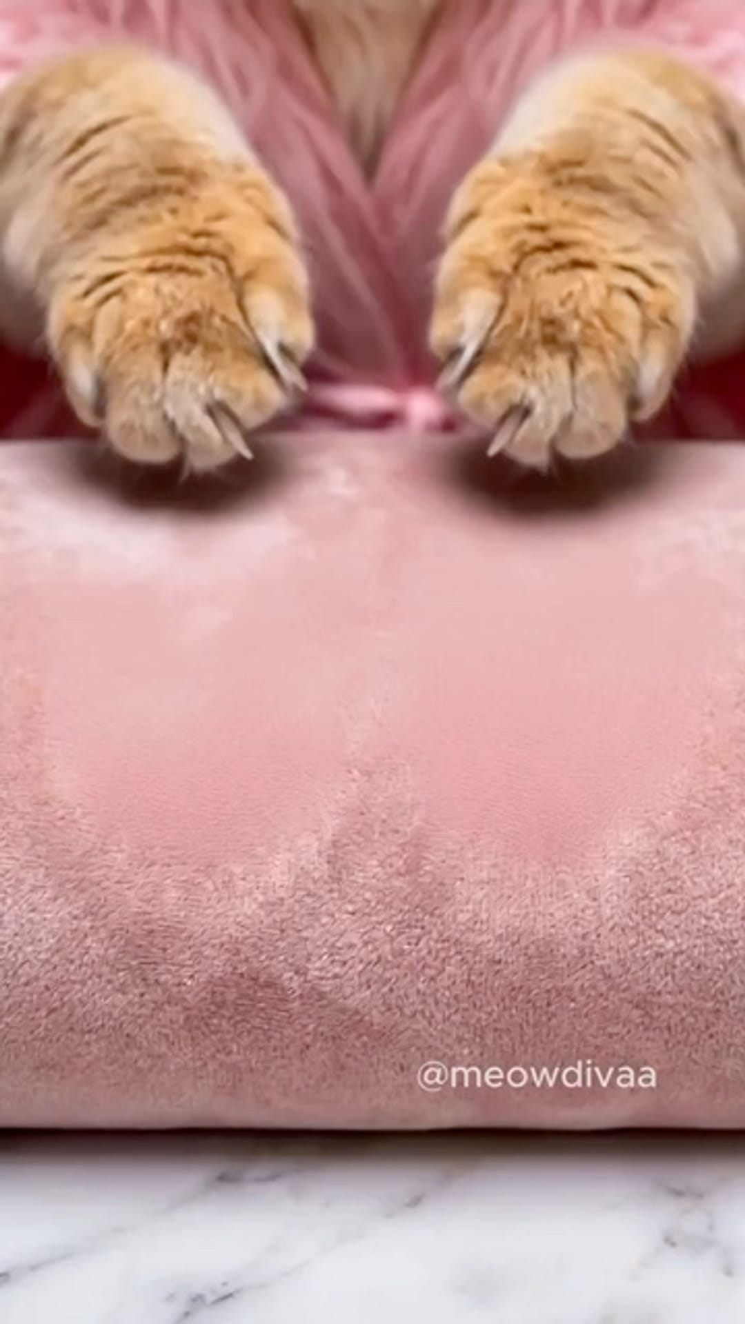 @catflix_ on ReverseGram