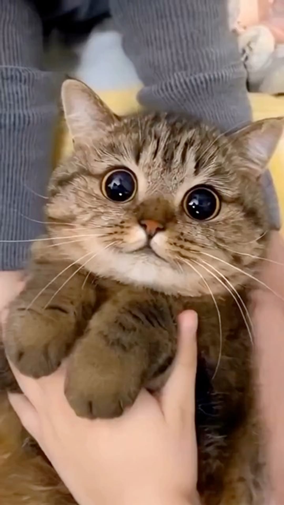 @catflix_ on ReverseGram