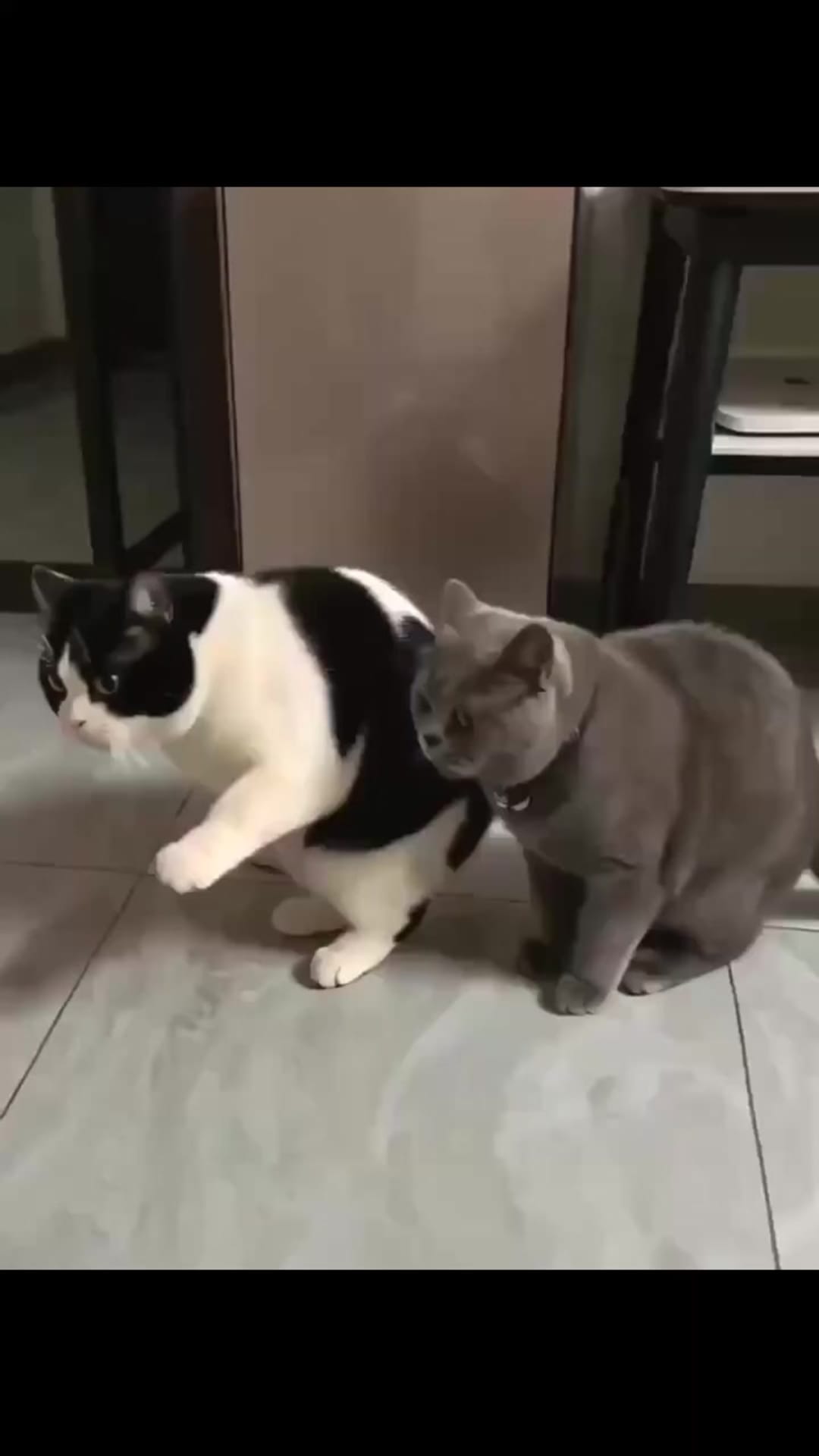 @catflix_ on ReverseGram