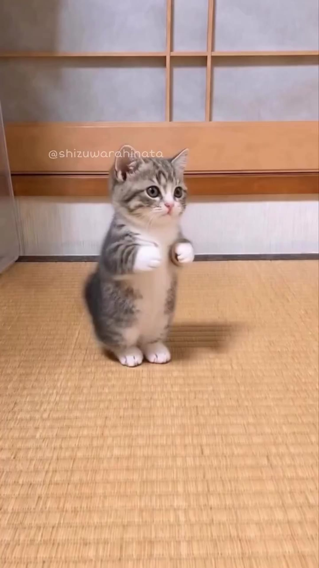 @catflix_ on ReverseGram