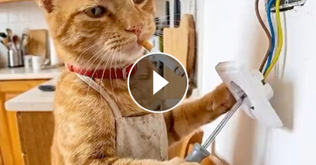 🩷🧡✨😽🪛 – @catflix_