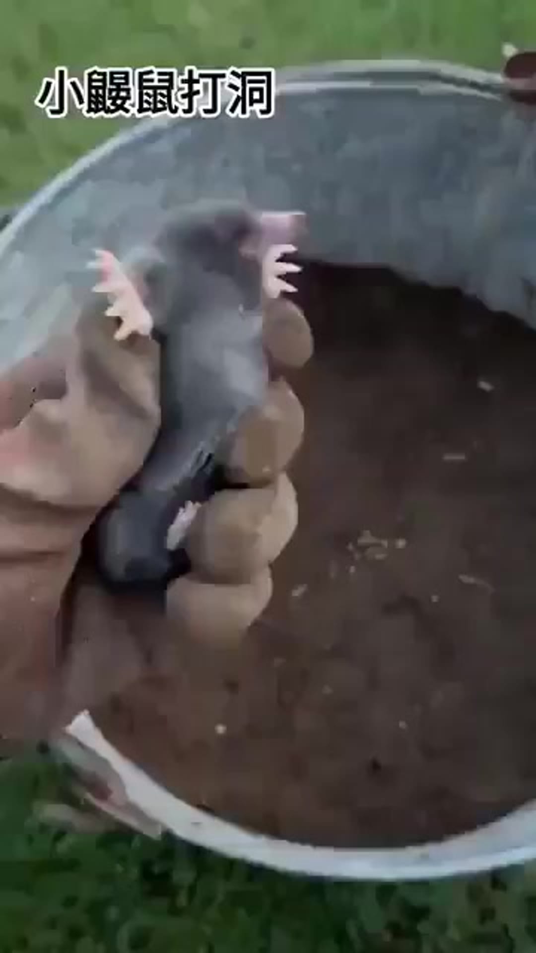 @zoo on ReverseGram