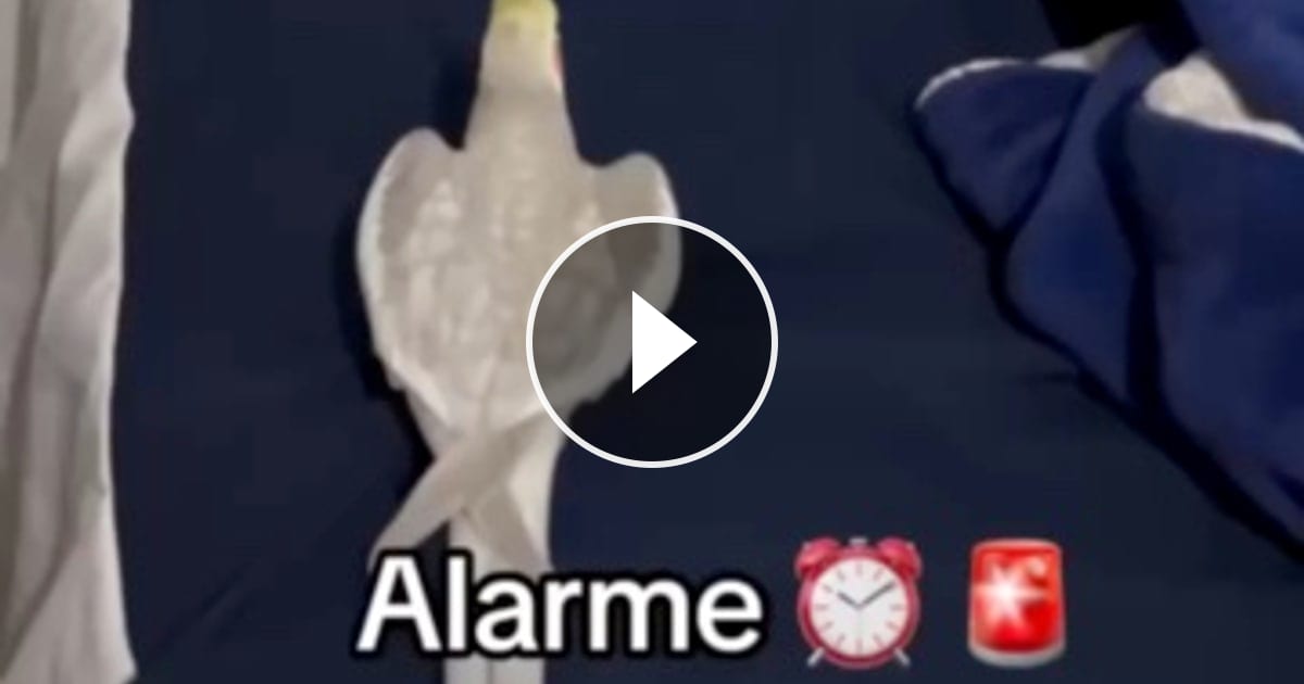 The alarm that just won't stop haha – @zrack_