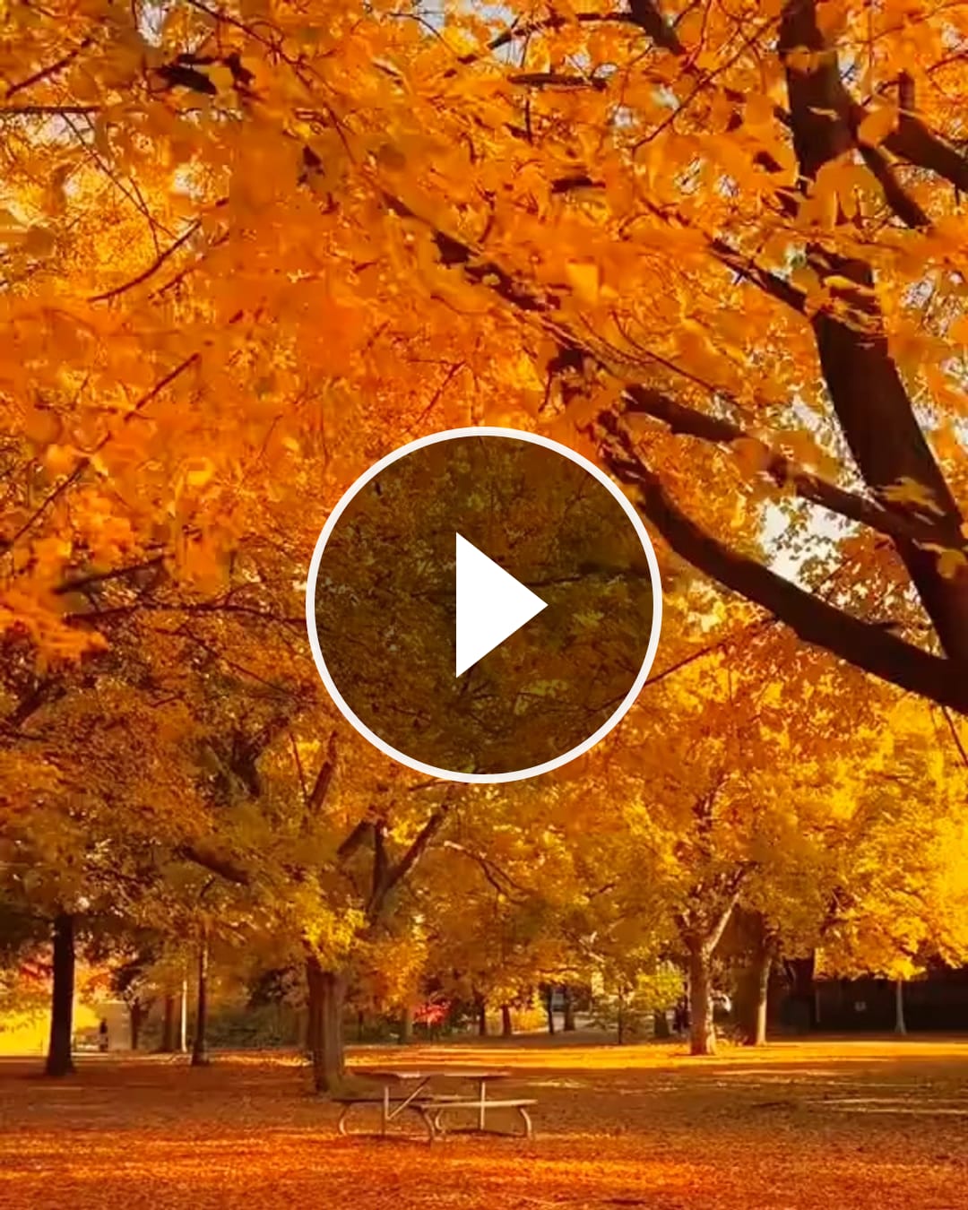 Video von @lobna.gabara