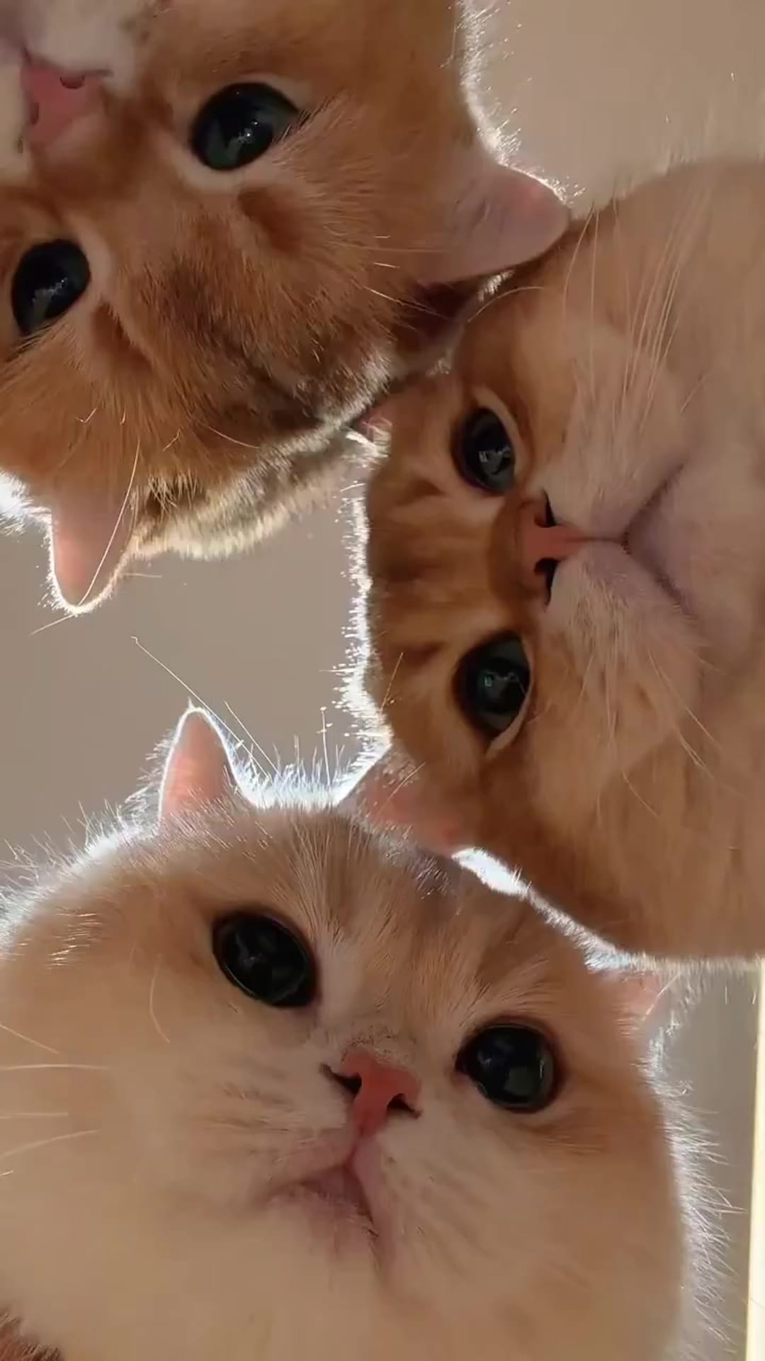 @catflix_ on ReverseGram