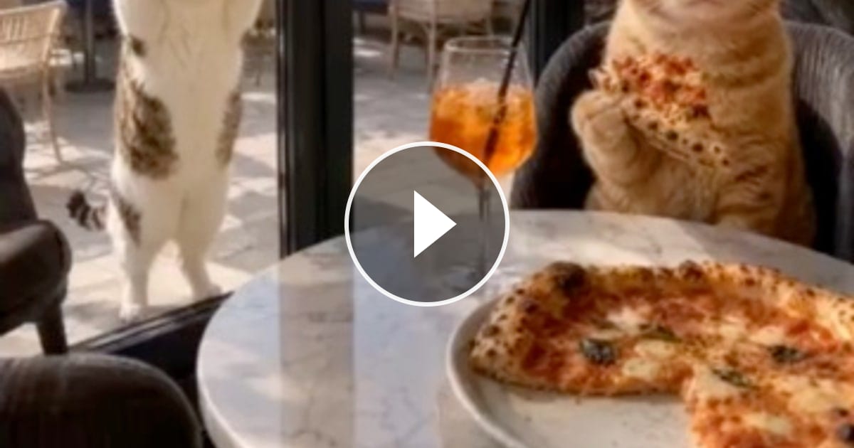 🤍🩷🧡✨😽🍕🍕🍷🎵 – @catflix_
