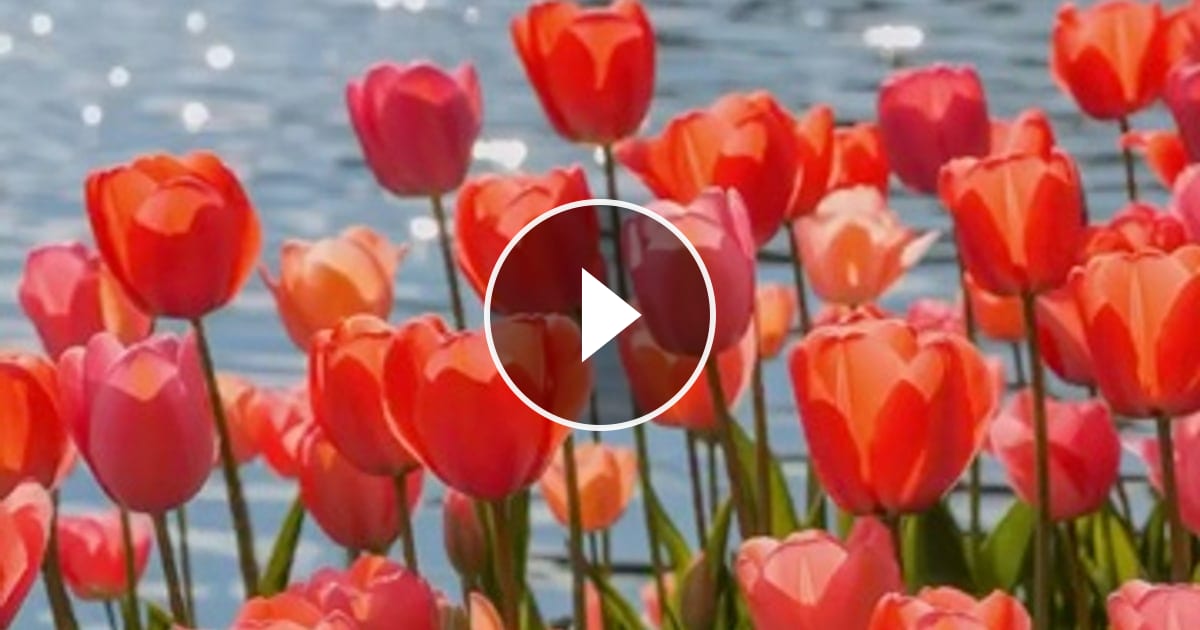 @flowers_e on ReverseGram