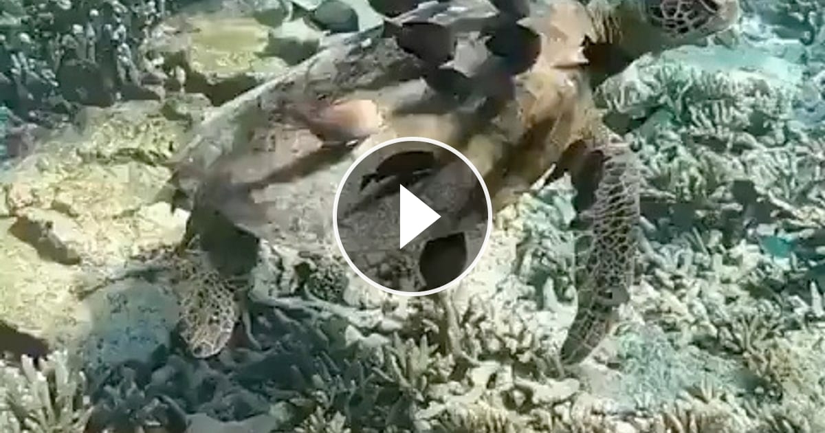 Ocean cleaning service 🐢🐟🧽