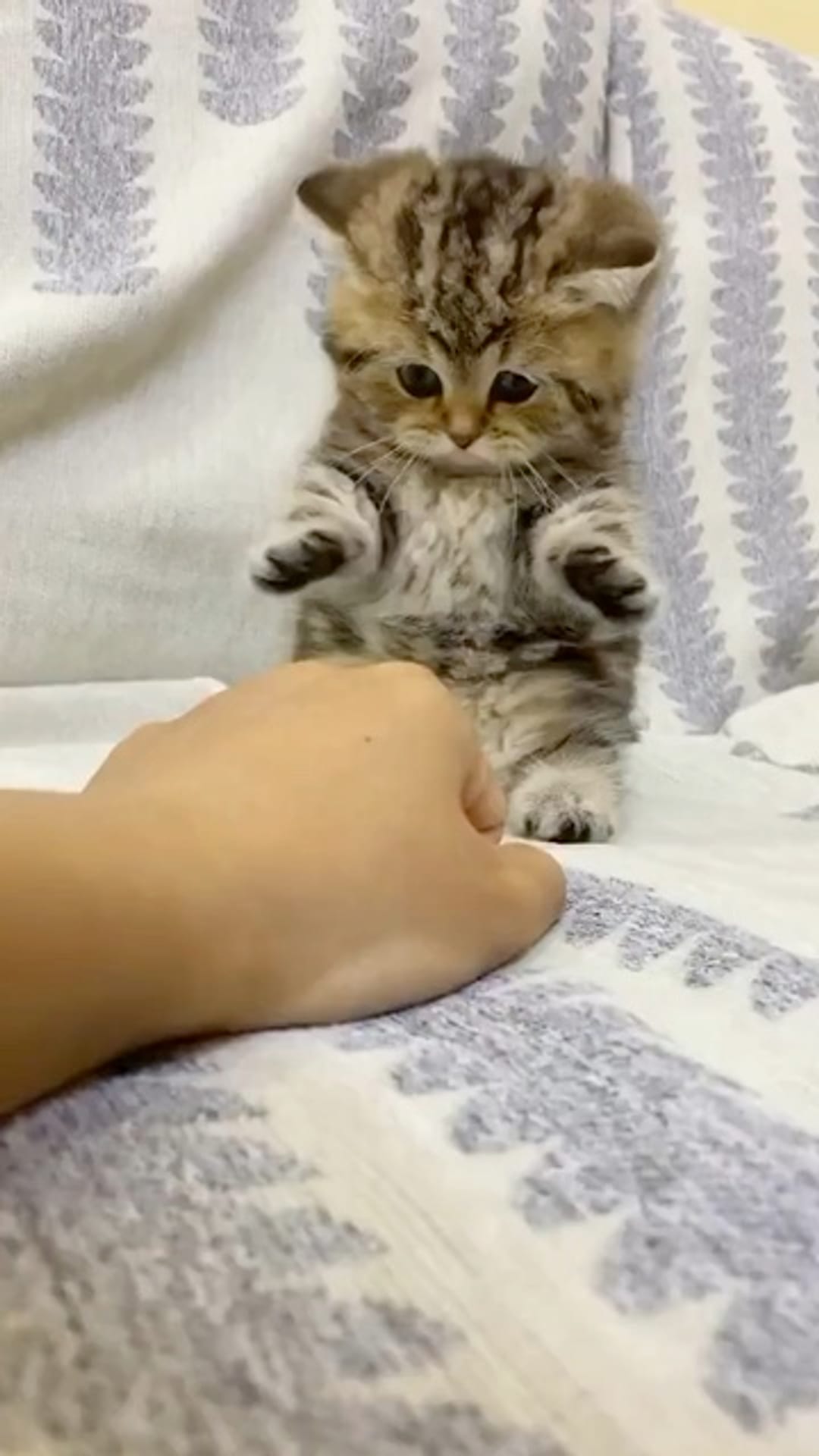 @catflix_ on ReverseGram