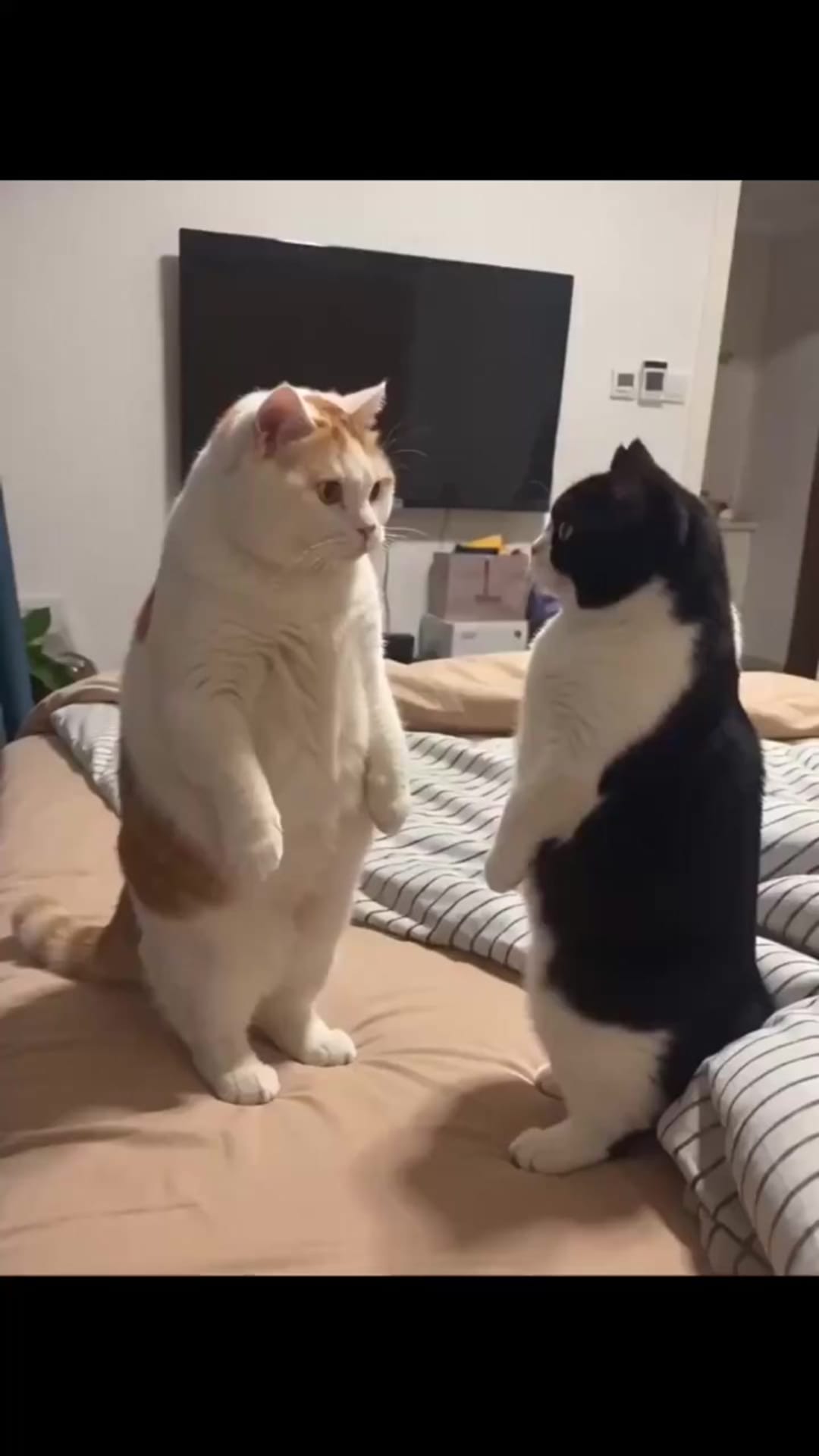 @catflix_ on ReverseGram