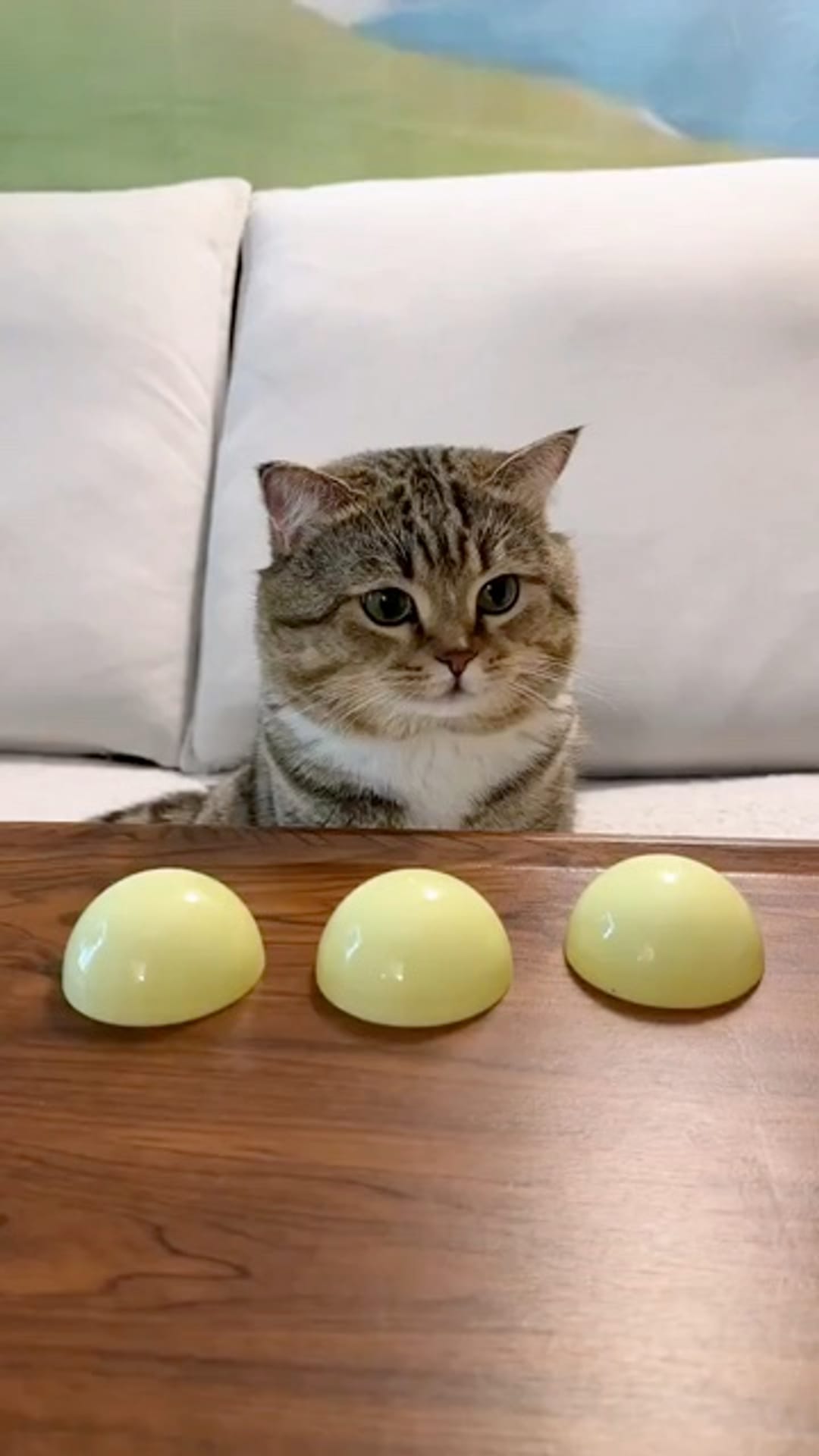 @catflix_ on ReverseGram