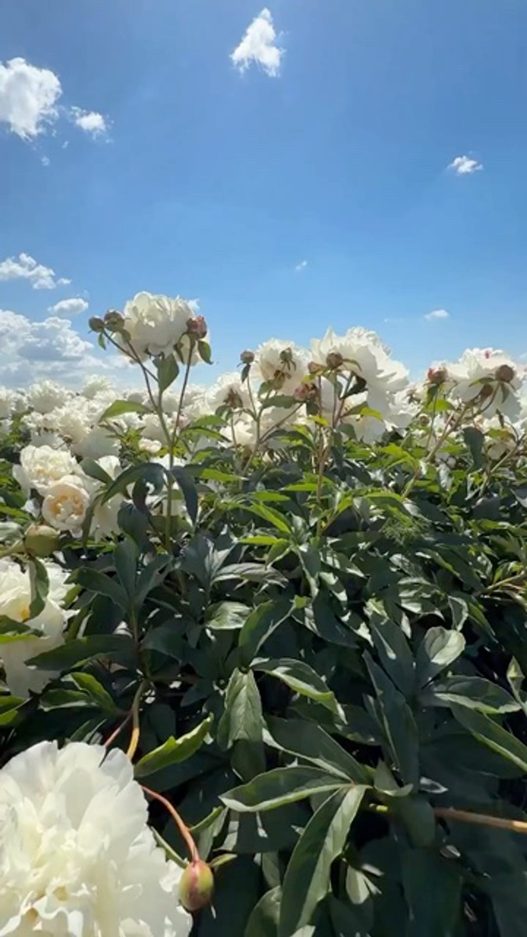 @flowers_e on ReverseGram
