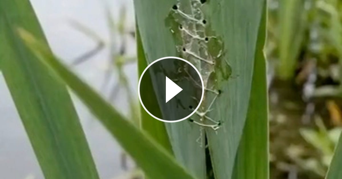 Using spider silk and plant fibers, the common tailorbird can stitch leaves together to create a deep… – @stopx