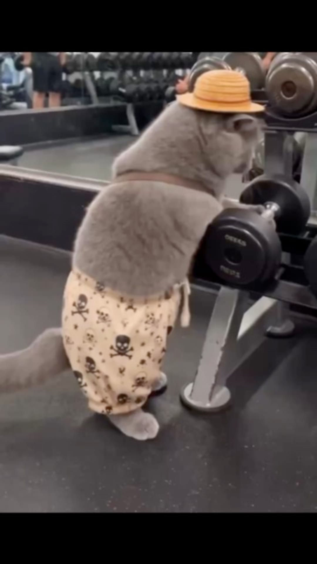 @catflix_ on ReverseGram