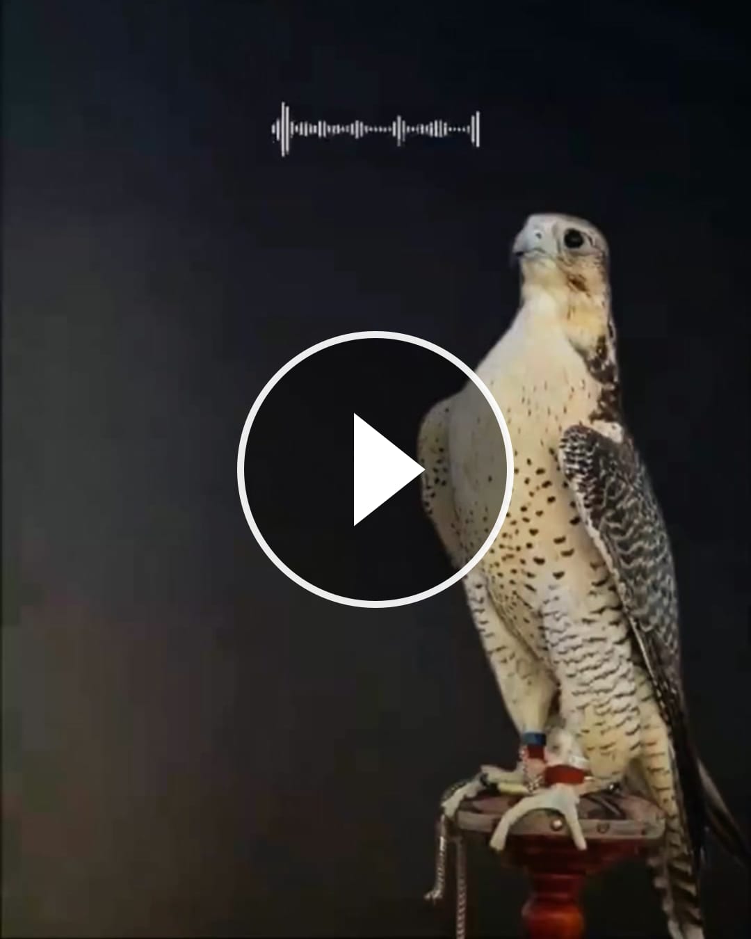 لاتشتكي من بعض الأصحاب وتبوح كـلـن يبيّن بـ آخـــر الـوقـت أصله أحـدن يجيلك لأجل حاجات ويروح واحــدن لو انه… – @gondi_60