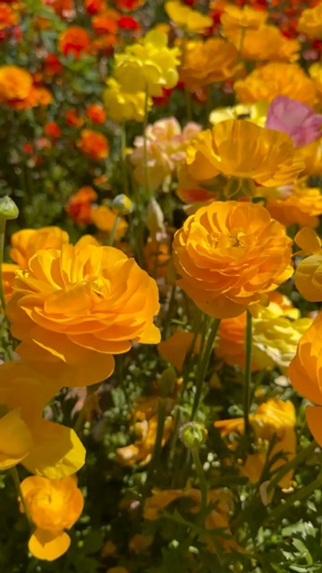 @flowers_e on ReverseGram
