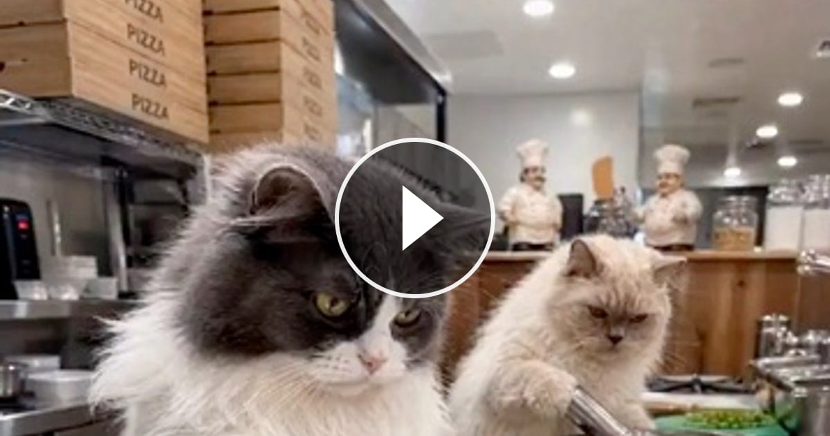 Video von @catflix_ auf ReverseGram