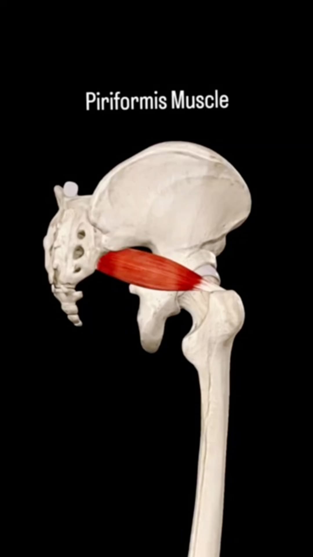 @physiolocal on ReverseGram