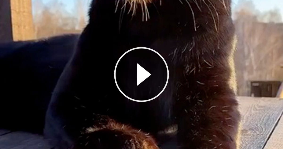 All cats are cats – @zeranjo193