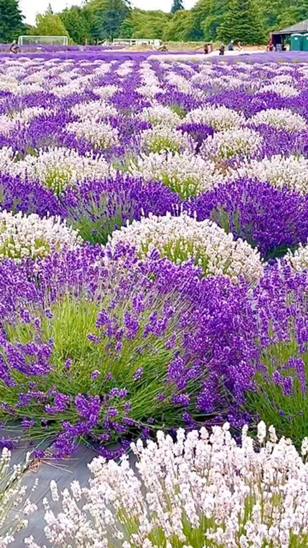 @flowers_e on ReverseGram