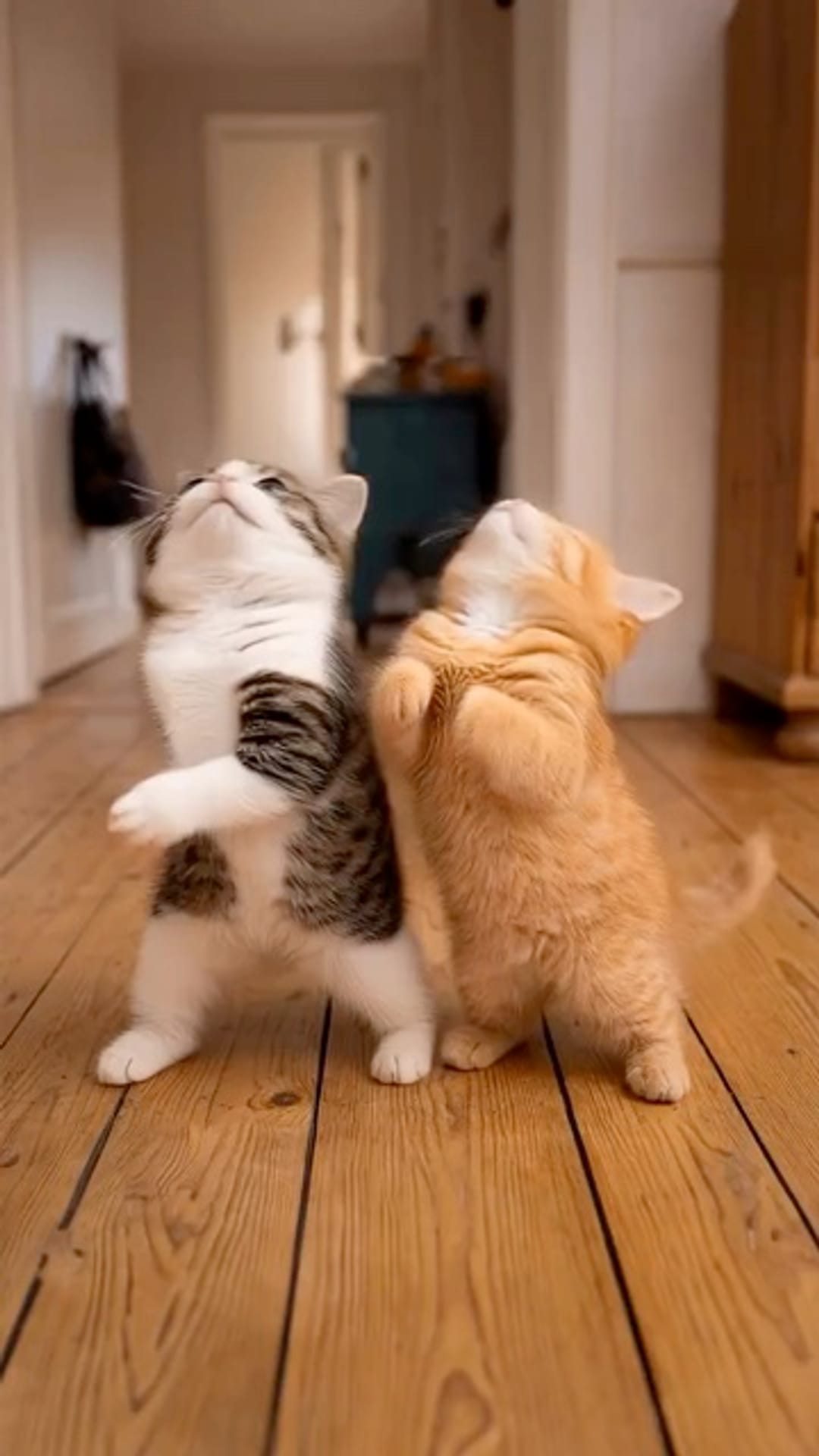 @catflix_ on ReverseGram