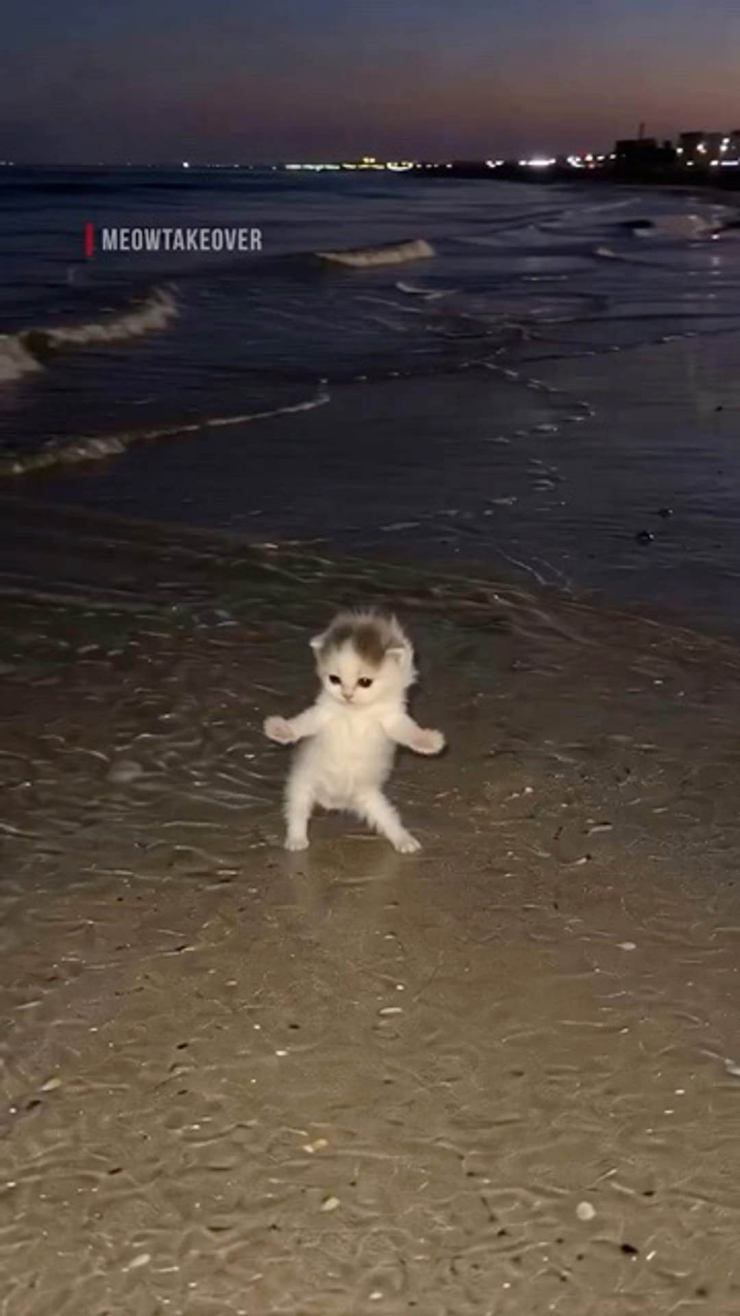 @catflix_ on ReverseGram