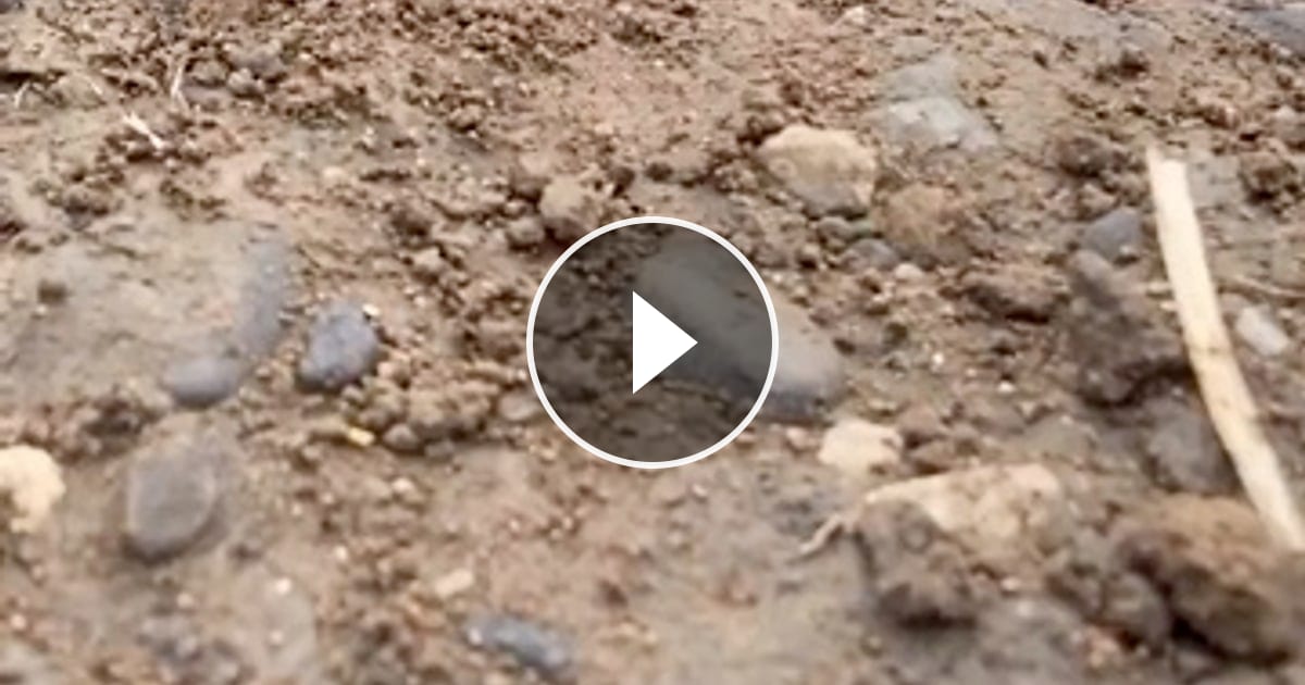 Video von @catflix_ auf ReverseGram