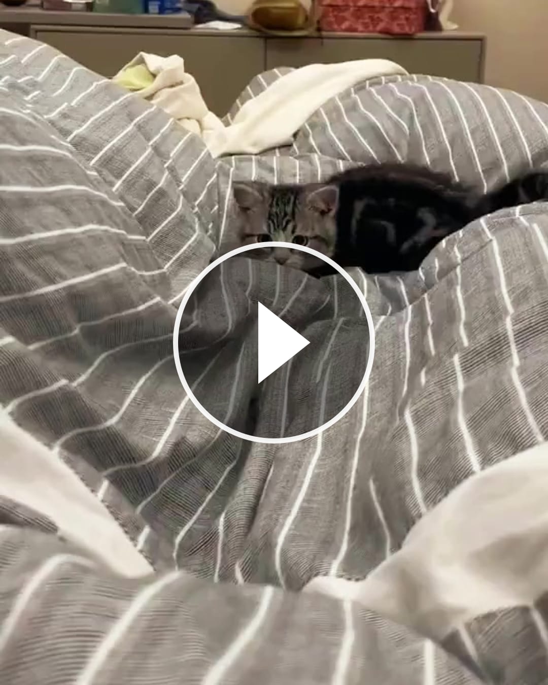 Nur eine winzige kleine Seele, die Herzen stiehlt, ohne es überhaupt zu versuchen. 🥹🐾❤️ – @bm.siebert