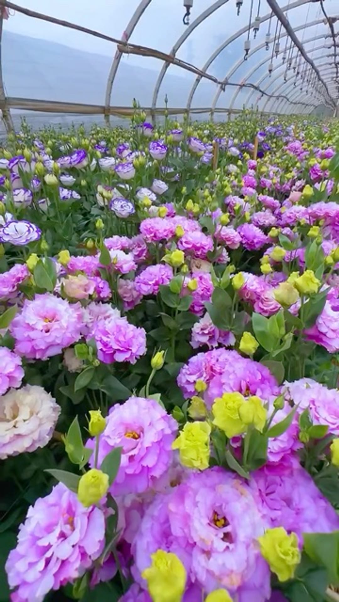 @flowers_e on ReverseGram