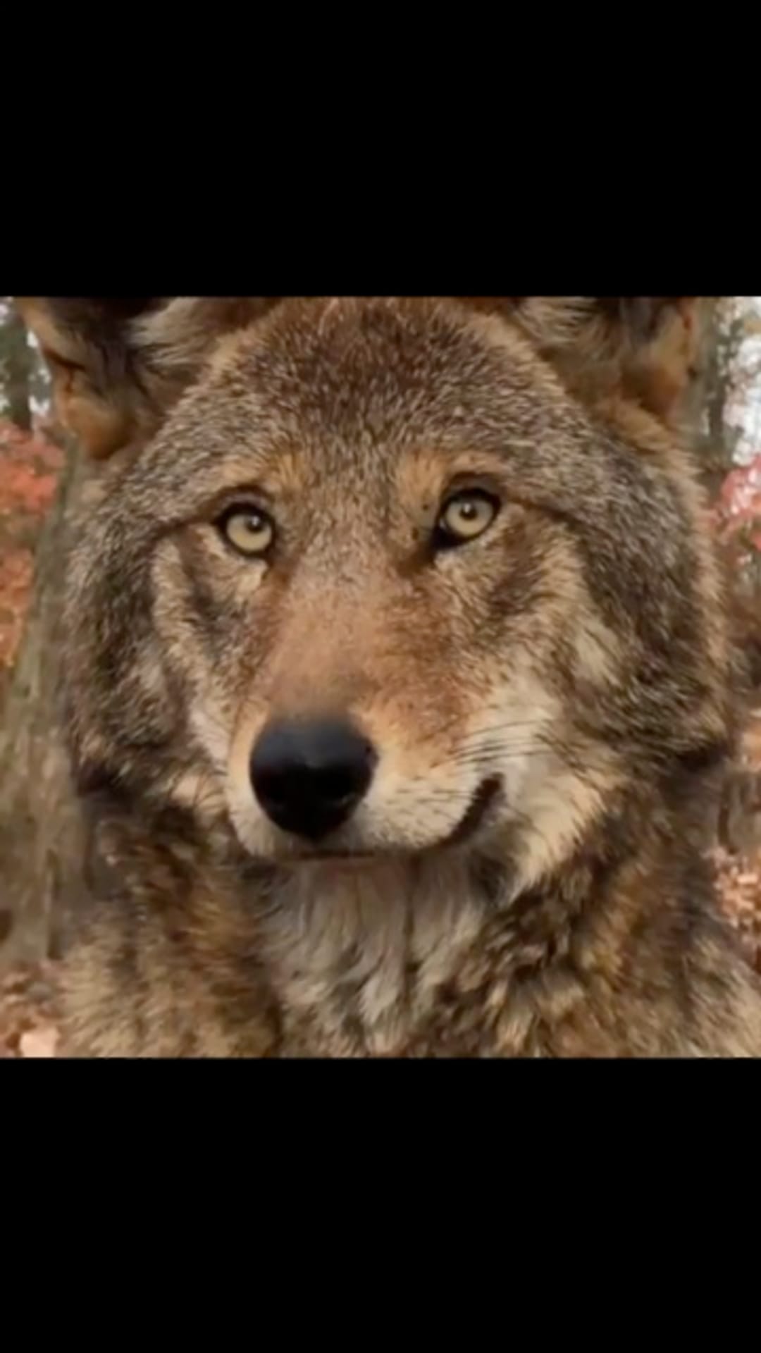 @animals.life on ReverseGram