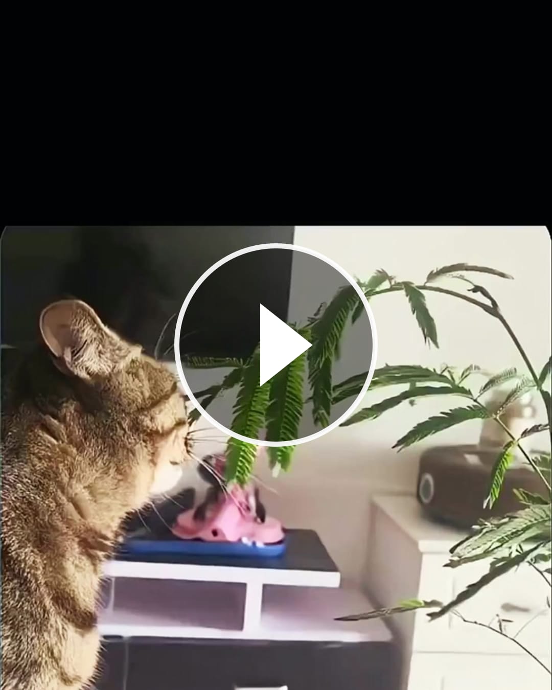 Currently accepting zero criticism, instructions, or interruptions!! 😾 – @sx200