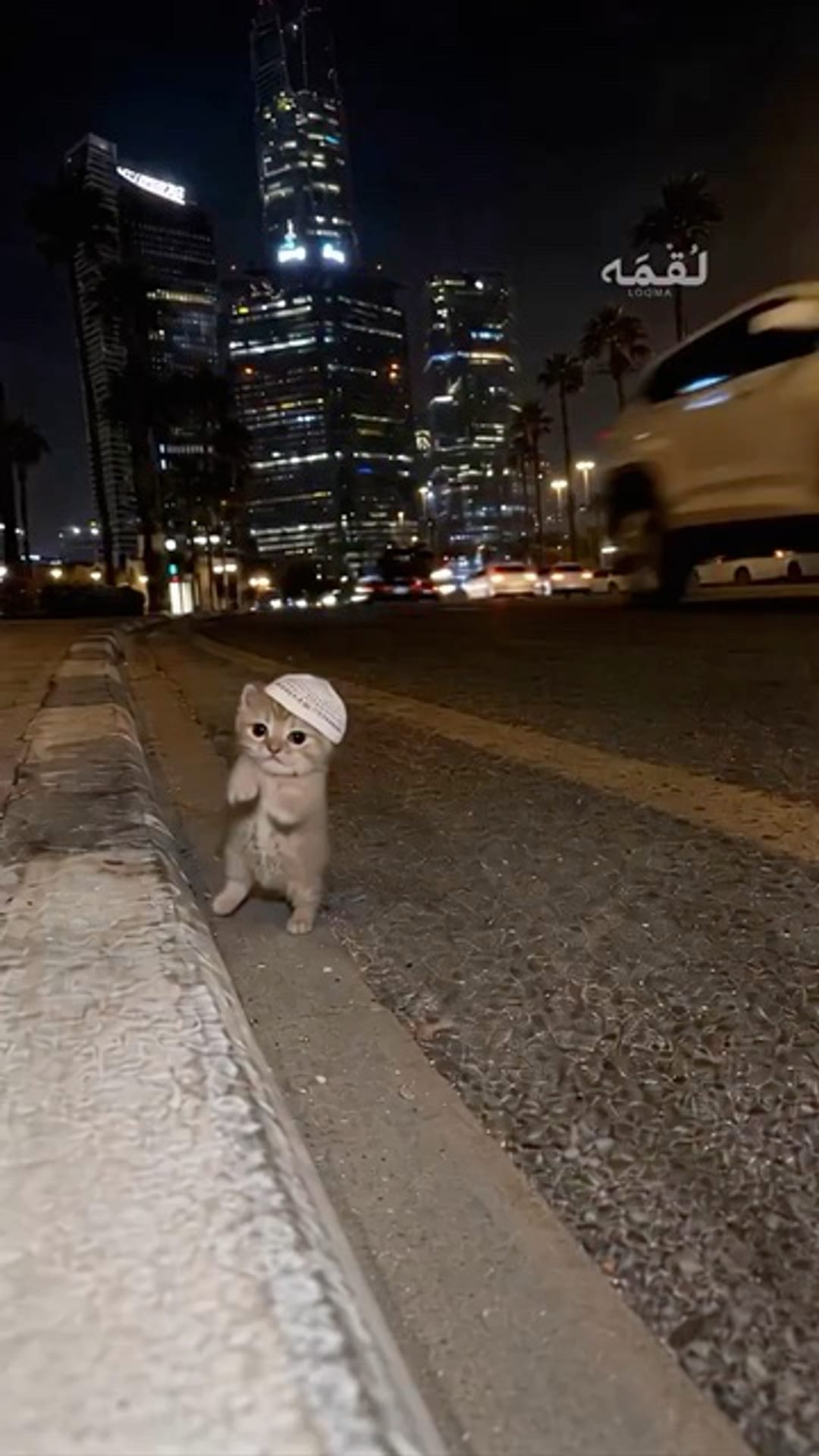 @catflix_ on ReverseGram