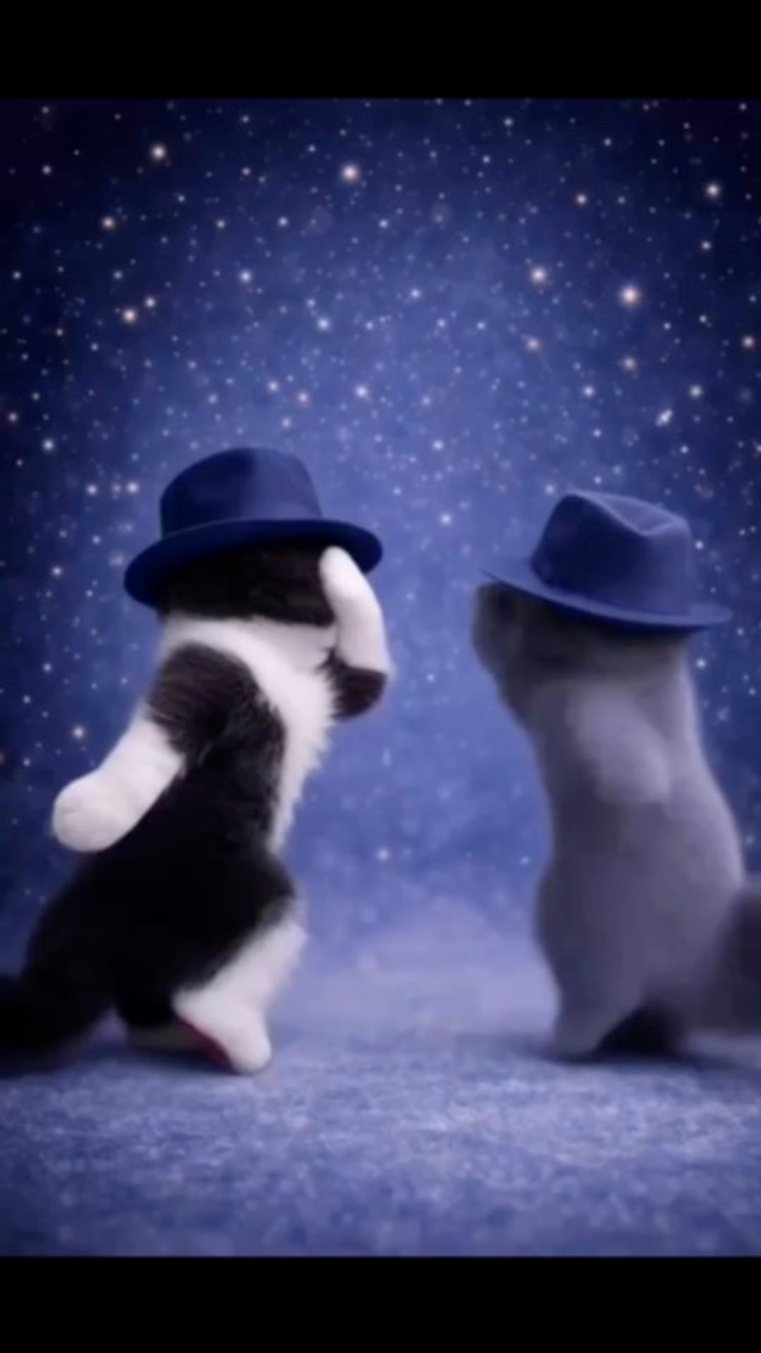 @catflix_ on ReverseGram