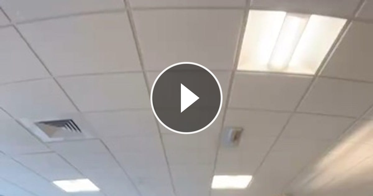 Video von @catflix_ auf ReverseGram