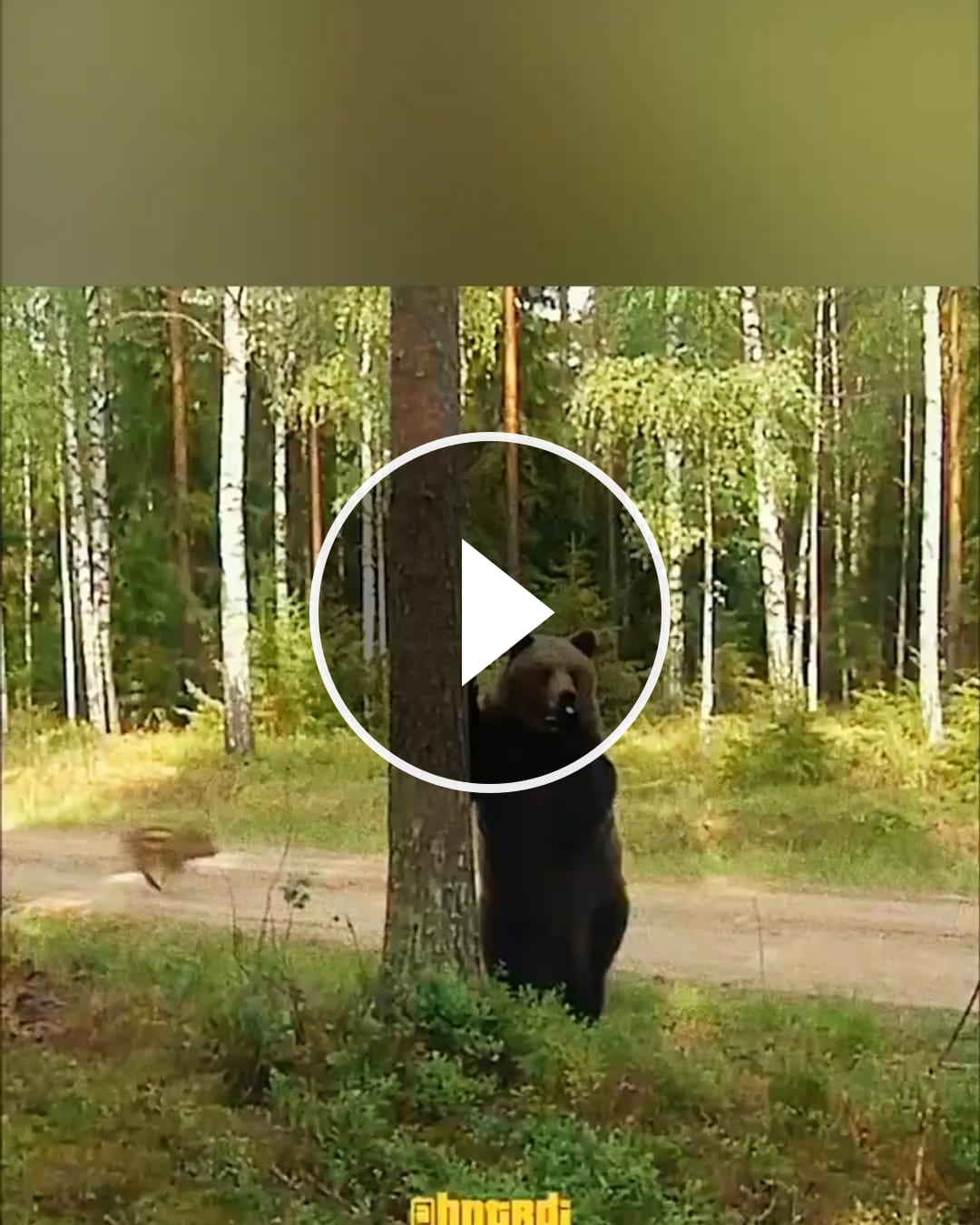 Just wait for it 😭 – @massimo4