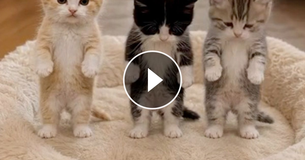 @catflix_ on ReverseGram