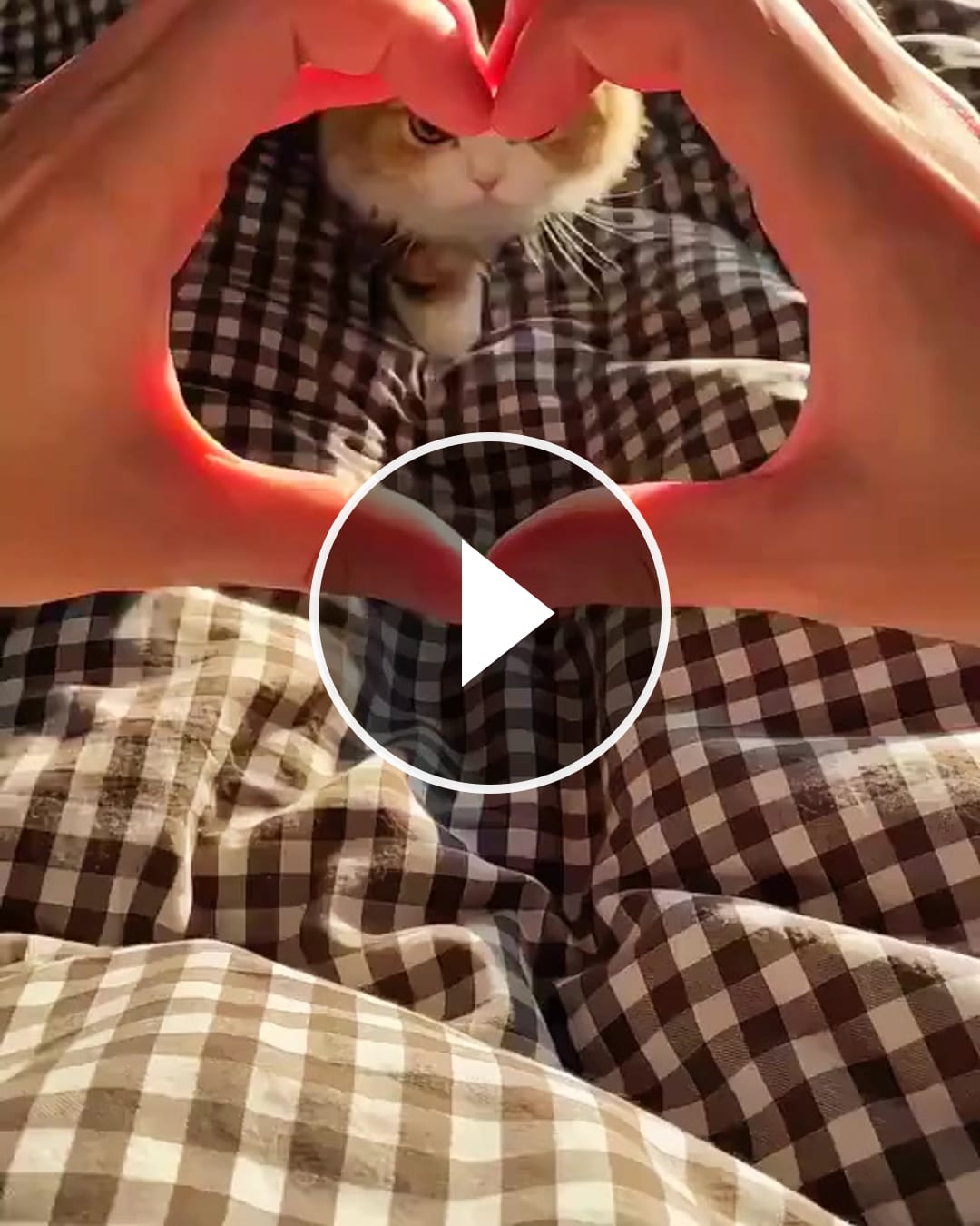 Cute 🥰 cat – @sx200