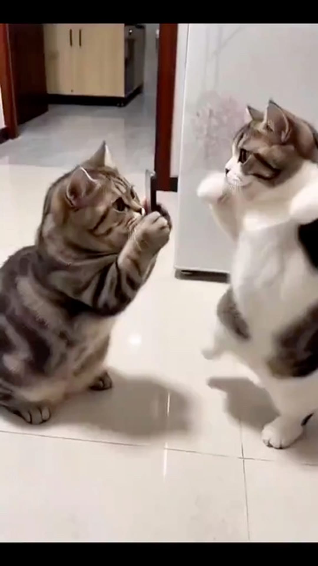 @catflix_ on ReverseGram