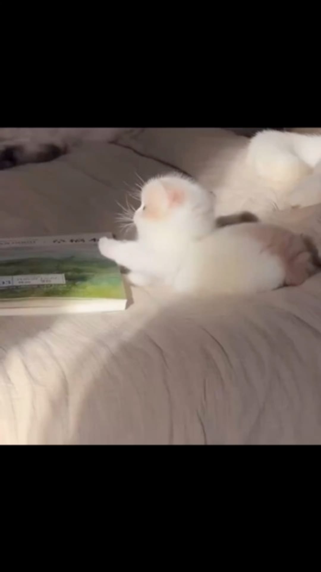 @catflix_ on ReverseGram