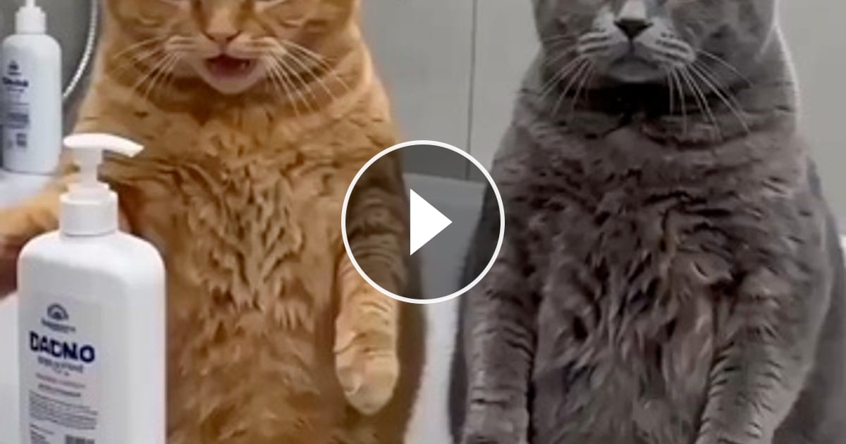 Video von @catflix_ auf ReverseGram