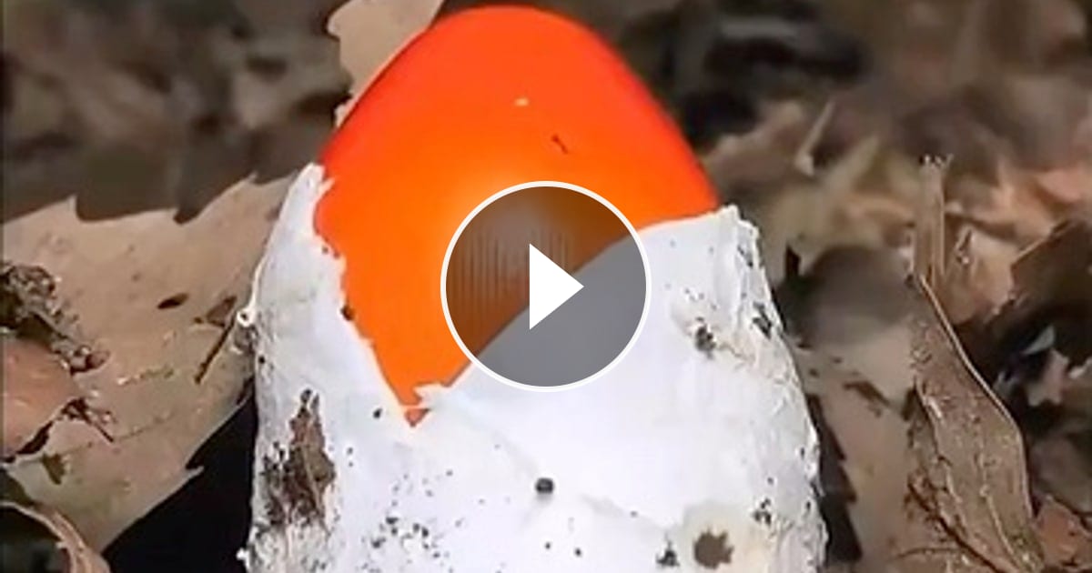Time-lapse of various species of mushrooms growing – @stopx