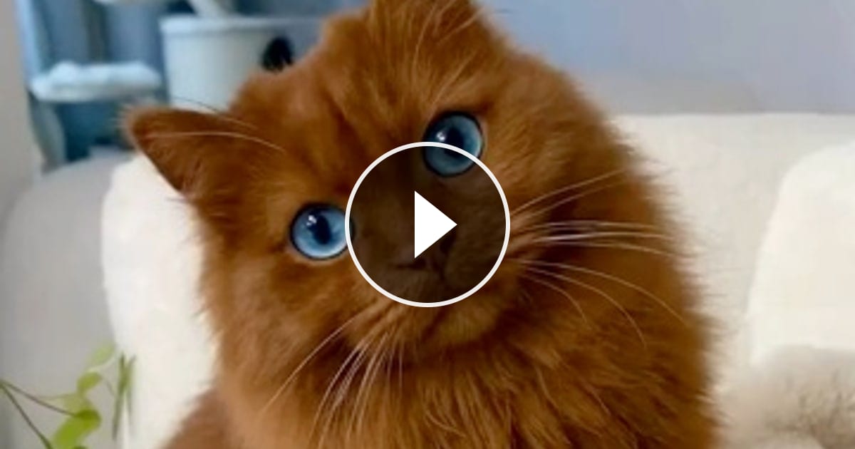 @catflix_ on ReverseGram
