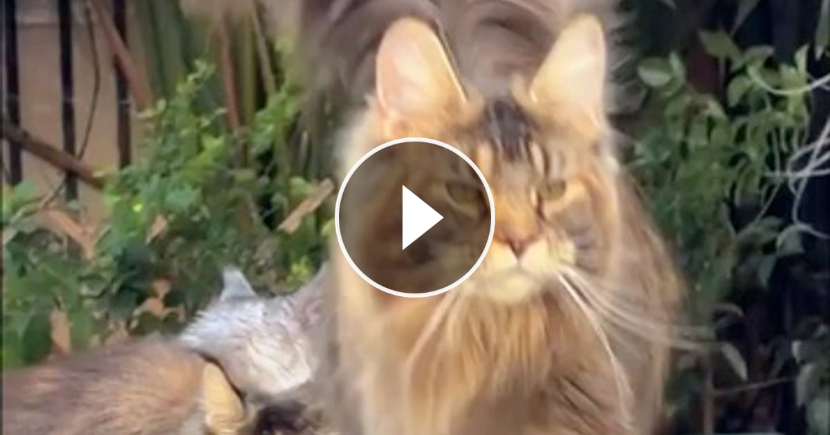 in walks Mr Majestic! – @stopx