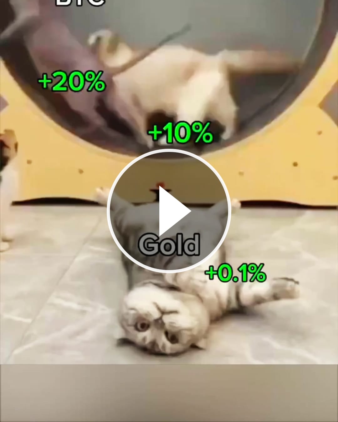 Crypto market right now 😎 – @cryoto_insane