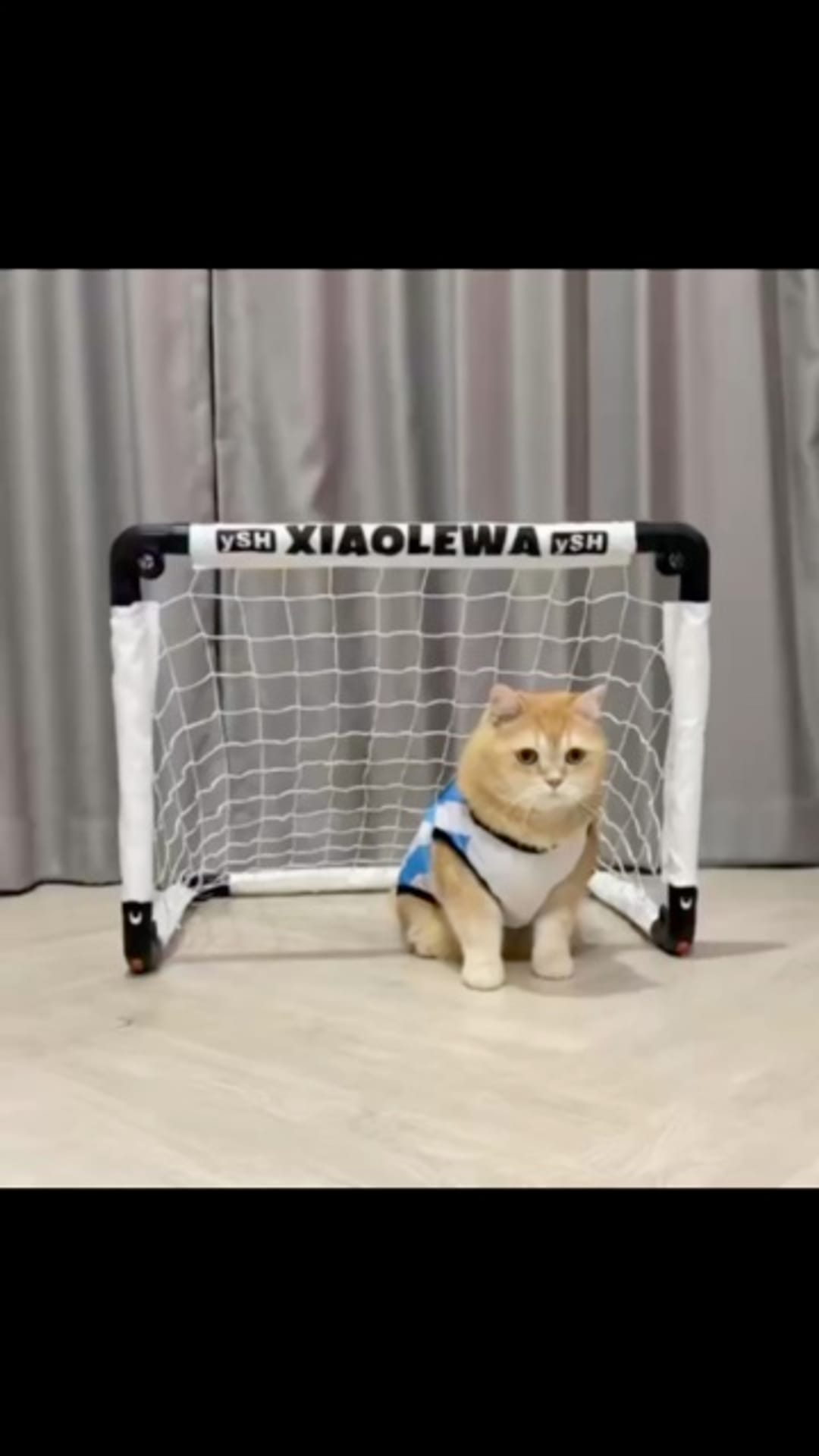 @catflix_ on ReverseGram