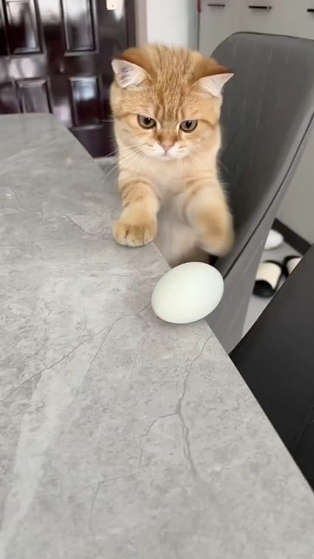 @catflix_ on ReverseGram